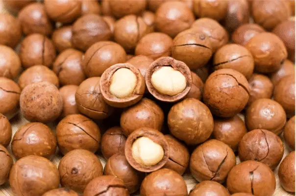 hạt macca