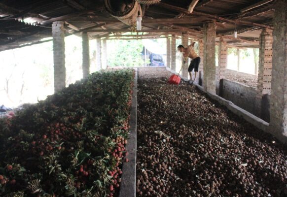 vải thiều sấy khô